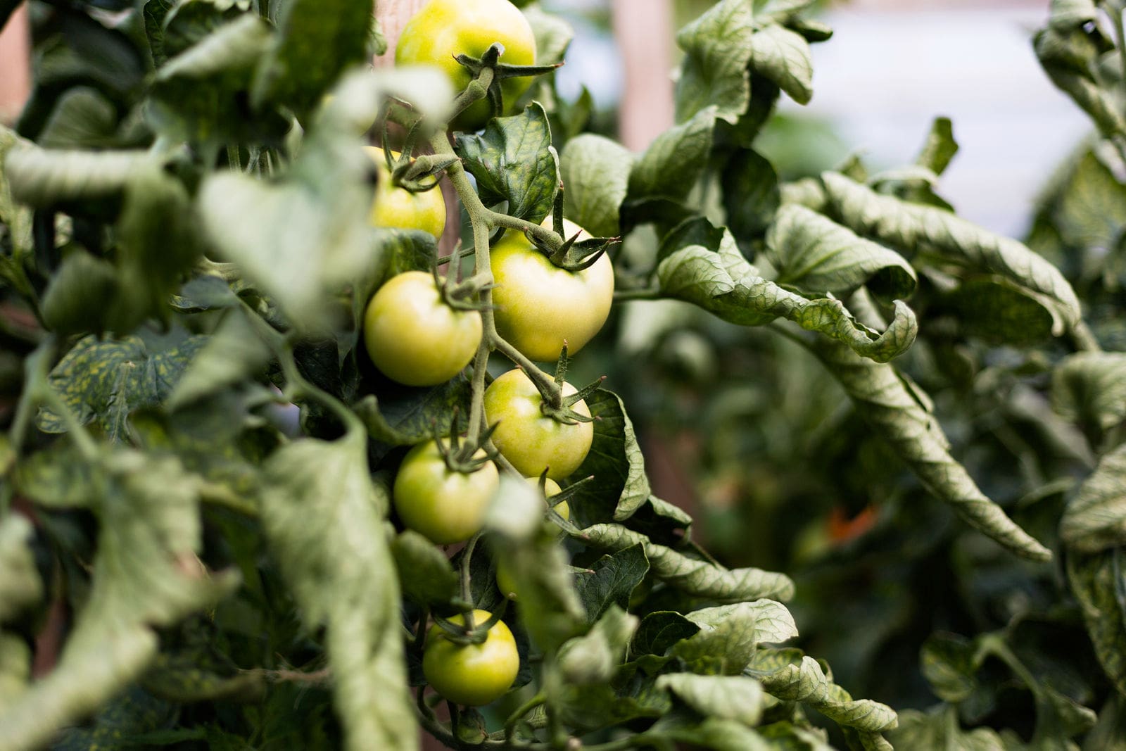 grüne Tomaten an der Pflanze beim Gartenbau Wimmer Rheinsberg