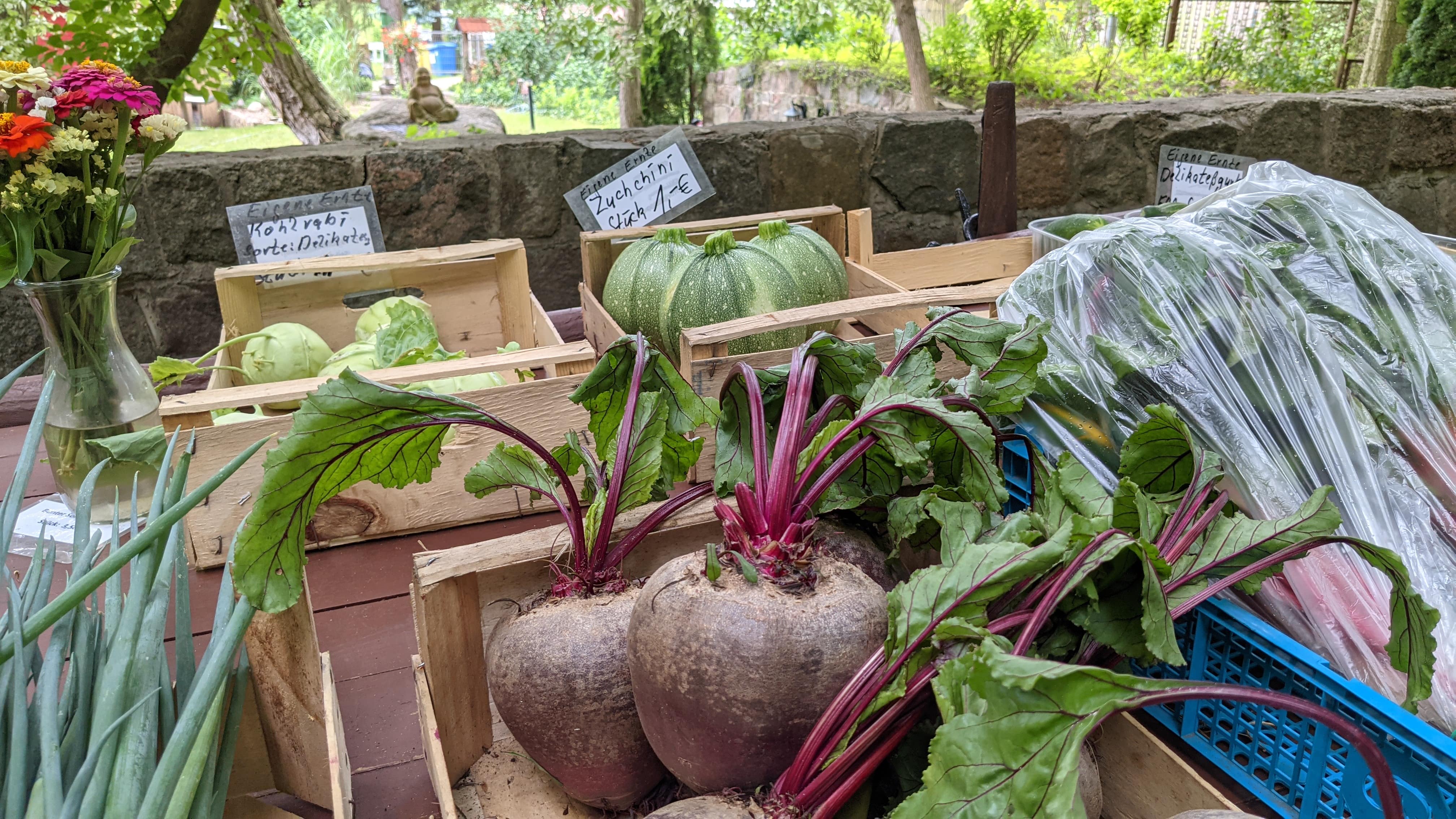 frische Zucchini, rote Beete und Kohlrabi in Rheinsberg