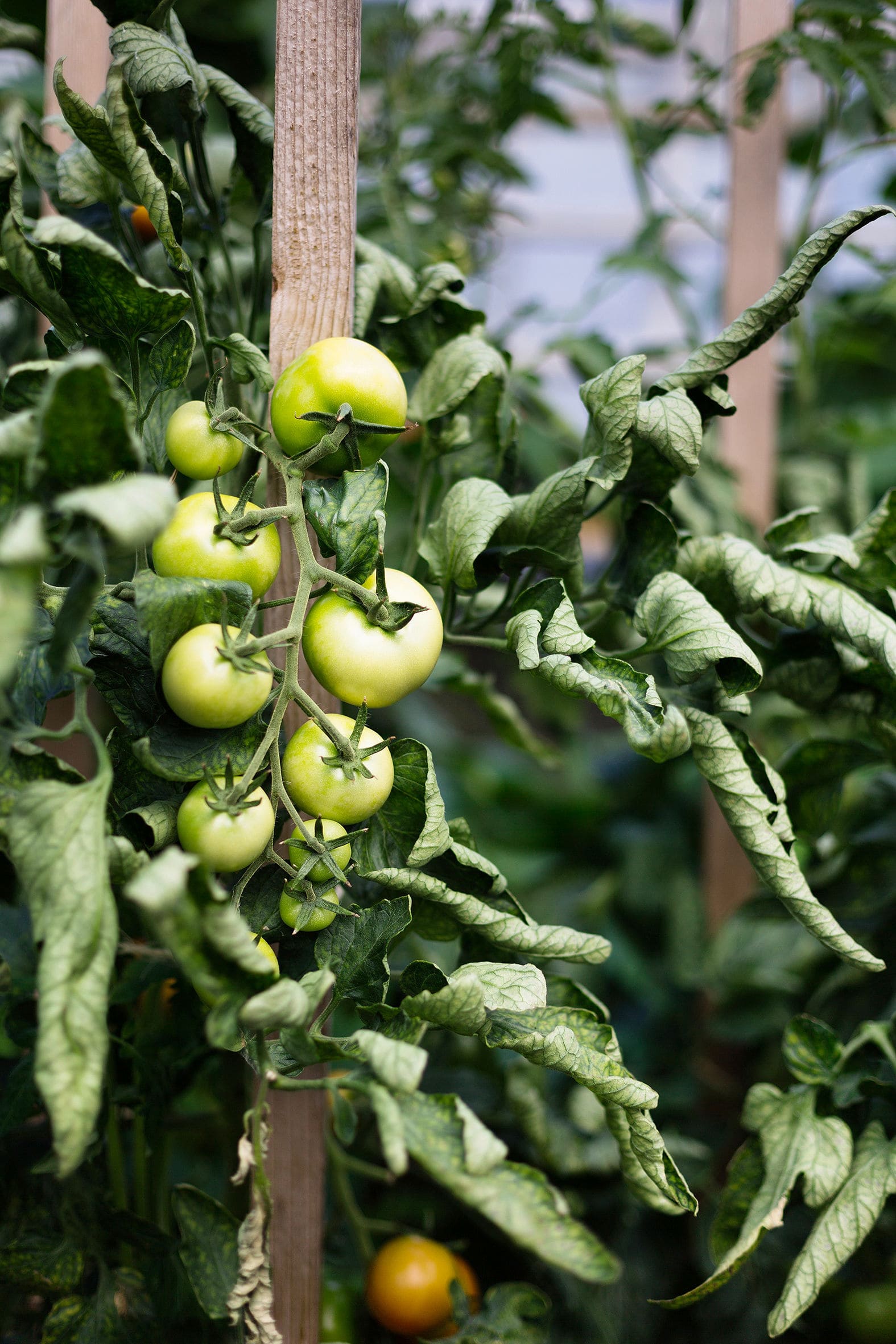 Tomatenpflanzen im GewÃ¤chshaus des Gartenbau Wimmer in Rheinsberg